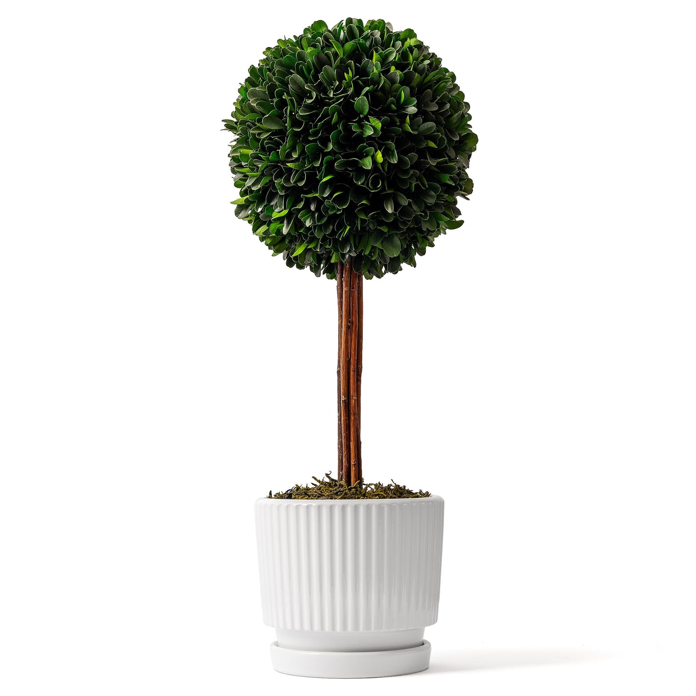 Preserved Boxwood Plant, 20" Decorative Boxwood Topiary Ball