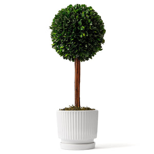 Preserved Boxwood Plant, 20" Decorative Boxwood Topiary Ball