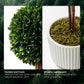 Preserved Boxwood Plant, 20" Decorative Boxwood Topiary Ball