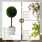 Preserved Boxwood Plant, 20" Decorative Boxwood Topiary Ball